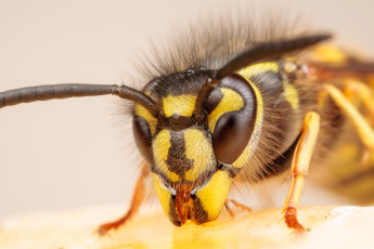 Картинка животные пчелы осы шмели макро