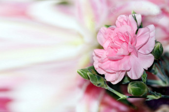 Картинка цветы гвоздики розовый
