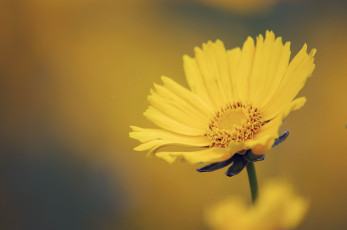 Картинка цветы космея темно-желтый фон желтый цветок