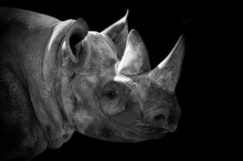Картинка животные носороги рог