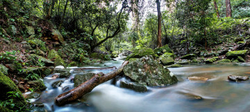 Картинка природа реки озера бревно мох камни ручей лес