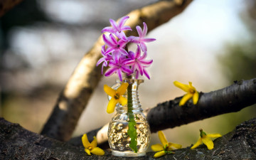 Картинка цветы гиацинты вазочка гиацинт