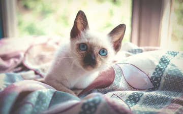 Картинка животные коты взгляд голубые глаза котёнок