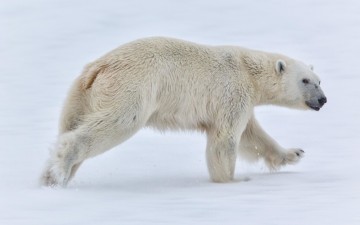 Картинка животные медведи белый медведь норвегия svalbard norway снег шпицберген