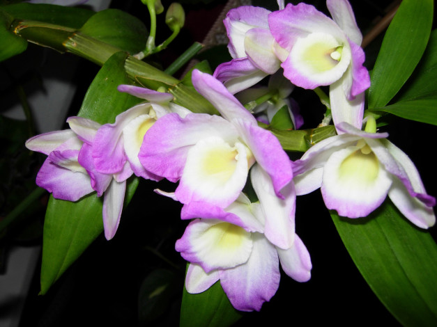 Обои картинки фото цветы, орхидеи, cymbidium