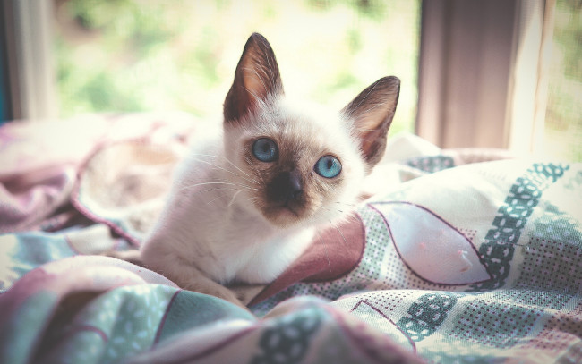 Обои картинки фото животные, коты, взгляд, голубые, глаза, котёнок