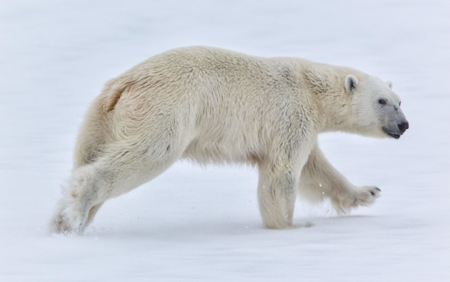 Обои картинки фото животные, медведи, белый, медведь, норвегия, svalbard, norway, снег, шпицберген