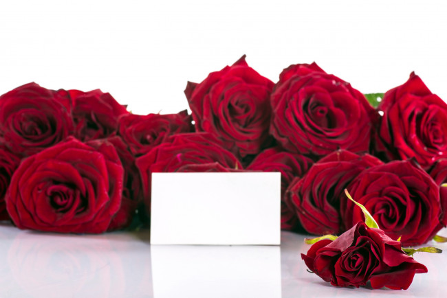 Обои картинки фото цветы, розы, бордо, записка