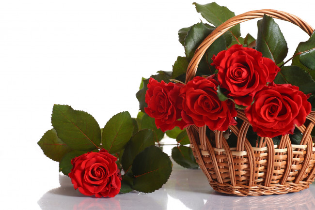 Обои картинки фото цветы, розы, корзика, красный