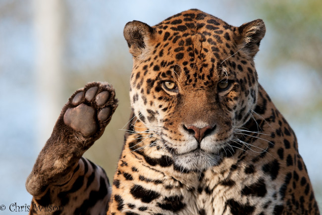 Обои картинки фото животные, Ягуары, хищник, взгляд, лапа, морда