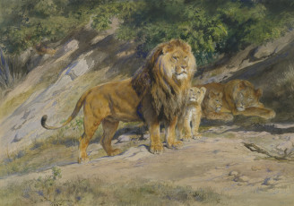 обоя рисованное, животные,  львы, семья, львы