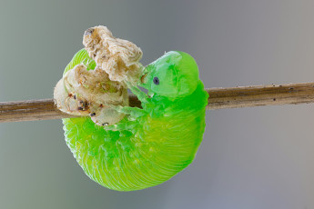 Картинка животные гусеницы зелёная фон травинка насекомое яркая гусенца макро