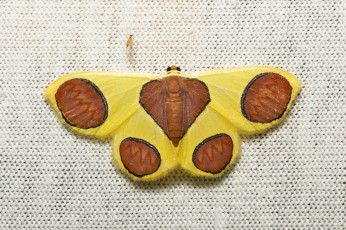 Картинка животные бабочки +мотыльки +моли моль узор усики крылья макро полотно вязанное itchydogimages