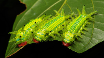 Картинка животные гусеницы itchydogimages зелёные листья веточка макро