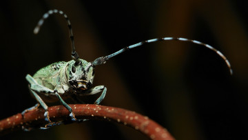Картинка животные насекомые макро насекомое усики itchydogimages