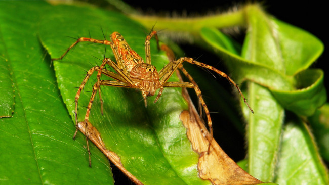 Обои картинки фото животные, пауки, лист, лапки, паук, макро, itchydogimages