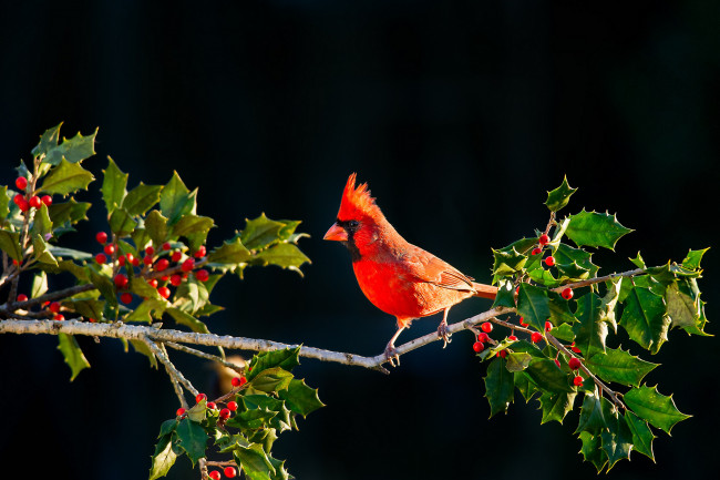 Обои картинки фото животные, кардиналы, листья, ягоды, ветка, клюв, кардинал, птица