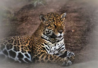 Картинка jaguar животные Ягуары хищник