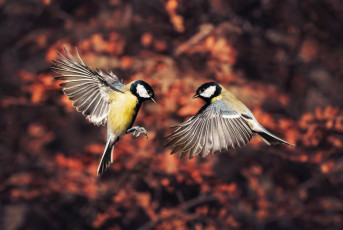 Картинка животные синицы +лазоревки птицы осень природа