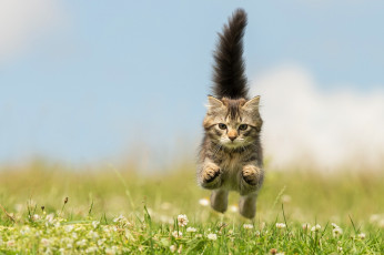 Картинка животные коты лапы трава лето зелень мордочка хвост боке прыжок котёнок цветы