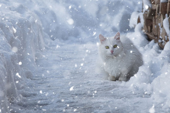 Картинка животные коты снег зима кошка белая