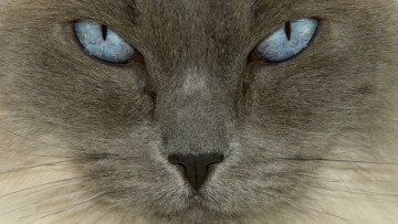 Картинка животные коты глаза кот