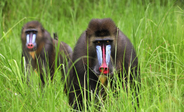 Картинка животные обезьяны трава