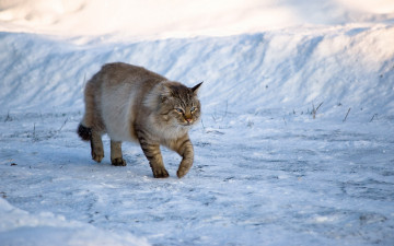 Картинка животные коты зима кот снег