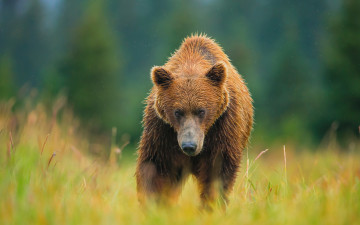 Картинка животные медведи луг медведь лето