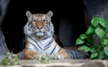Картинка животные тигры тигр отдыхает полосатый лежит хищник