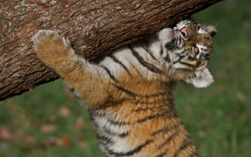 Картинка животные тигры тигрёнок тигр силач
