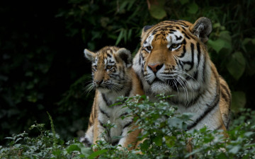 Картинка животные тигры тигрёнок тигрица