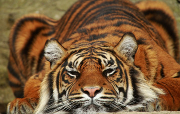 Картинка животные тигры хищник тигр