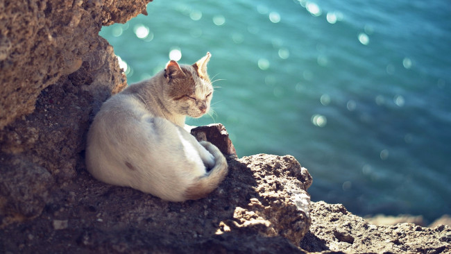 Обои картинки фото животные, коты, вода, кошка, кот, блики, скала, камни