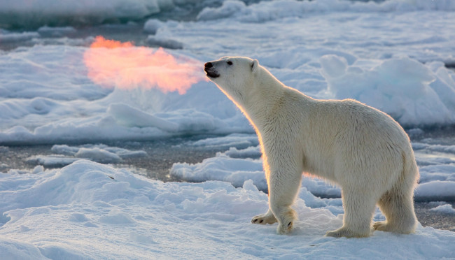Обои картинки фото животные, медведи, полынья, лед, полярный, белый, медведь