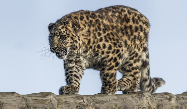 Обои картинки фото amur leopard, животные, леопарды, хищник