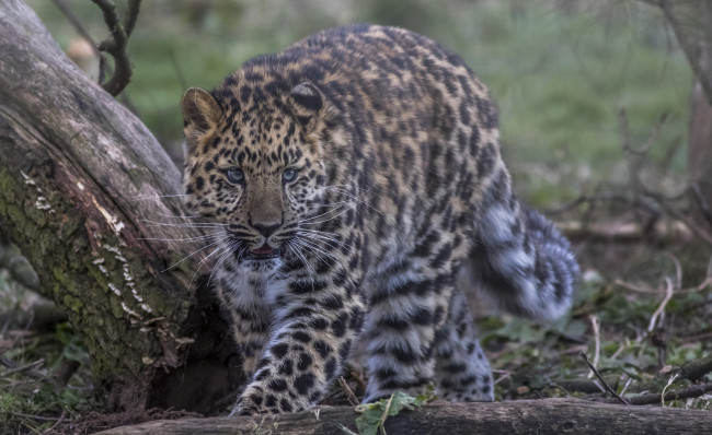 Обои картинки фото amur leopard, животные, леопарды, хищник