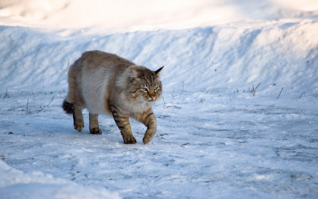 Обои картинки фото животные, коты, зима, кот, снег