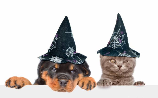 Обои картинки фото животные, разные вместе, колпаки, кошка, собака, белый, фон, хеллоуин, шляпы