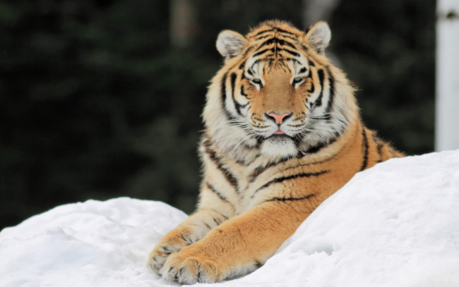 Обои картинки фото животные, тигры, тигр, снег, лапы
