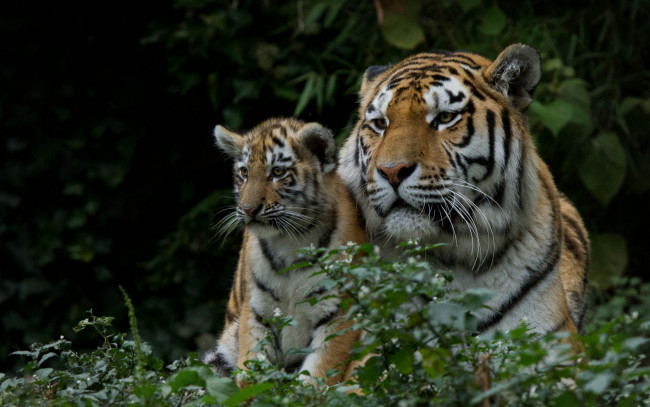 Обои картинки фото животные, тигры, тигрёнок, тигрица