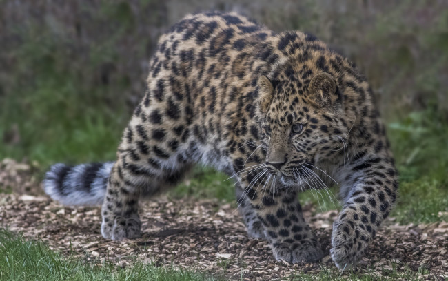 Обои картинки фото amur leopard, животные, леопарды, хищник