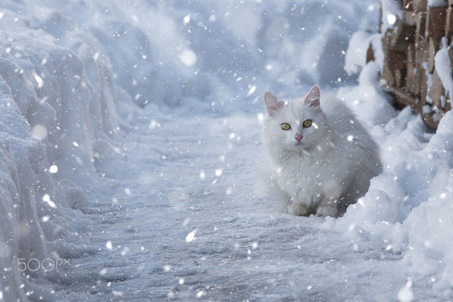 Обои картинки фото животные, коты, снег, зима, кошка, белая
