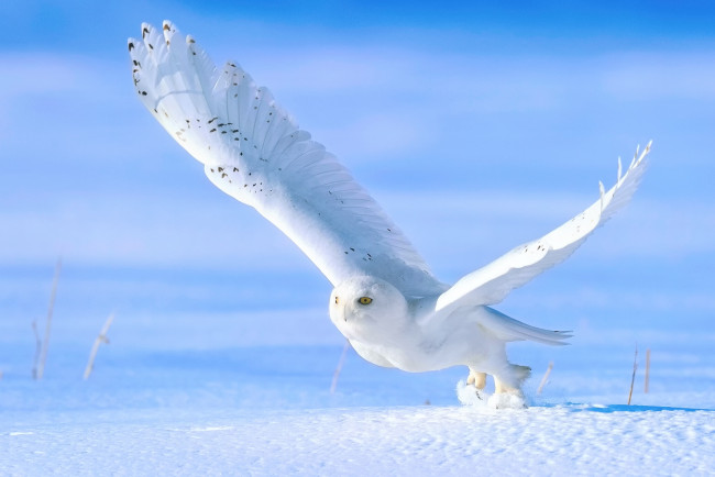 Обои картинки фото животные, совы, сова, зима, птица, снег, взлёт, полярная