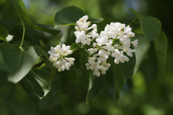 Картинка цветы сирень красота весна сад тамбов тамбовская область природа