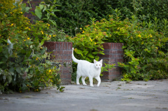 Картинка животные коты кошка трава кот белый