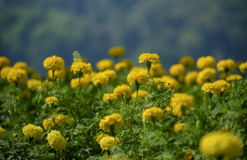 Картинка цветы бархатцы природа желтый цветение