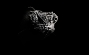 Картинка животные хамелеоны черно-белая ящерица хамелеон голова