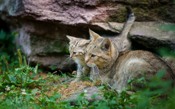 Картинка животные коты двое