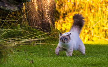 Картинка животные коты кот пушистый хвост бирманская кошка прогулка